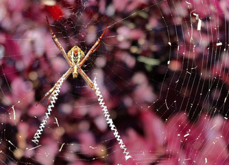 St Andrews Cross Spider