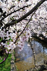Obraz na płótnie Canvas Cherry blossoms along the river.