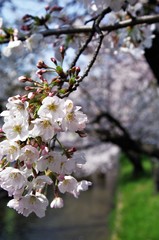 Cherry blossoms in full bloom.
