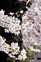 Cherry blossoms in full bloom.