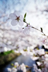 Cherry blossoms in full bloom.