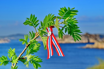 Rowan tree spring leaves  against blue sky and sea background with Norwegian 17'th of may ribbon....