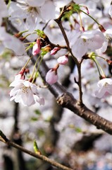Cherry blossoms in full bloom.