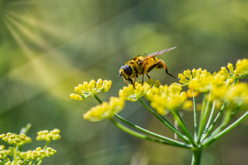 Close-up detail of a honey bee apis collecting pollen from flower in garden