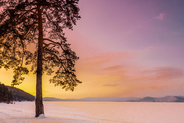 Lonely pine-tree. Some snow falling. Snow covered lake ice and ground. Cold winter morning during sunrise. Beautiful winter wonderland. Winter landscape with lake and sunset fiery sky. 