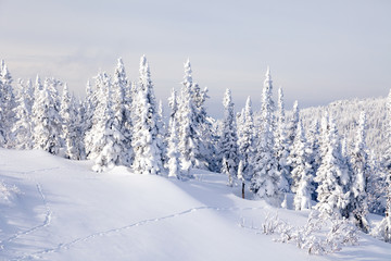 Panoramic scenic view from top of mountain landscapes winter valley, snow-capped peaks of mountains and trees, hills. Concept Swiss Alps, Krasnaya Polyana, Sochi, Sheregesh, Austria