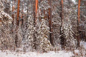 Frosty winter landscape in snowy forest. Fresh snow makes great atmosphere.  Magic sunset in the...