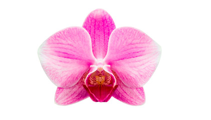 Fototapeta na wymiar pink Phalaenopsis or Moth dendrobium Orchid flower in winter or spring day tropical garden isolated on white background.Selective focus.agriculture idea concept design with copy space add text.