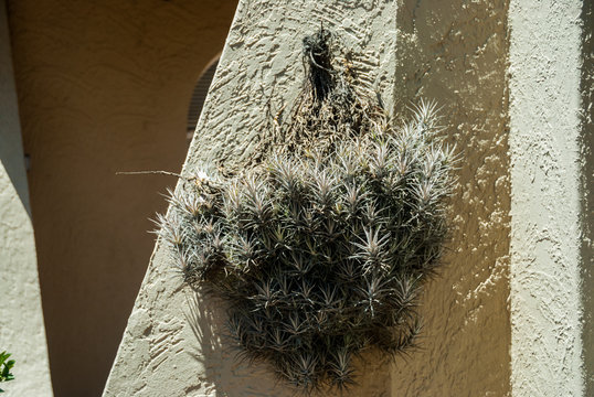 Hanging Air Plant On A Wall