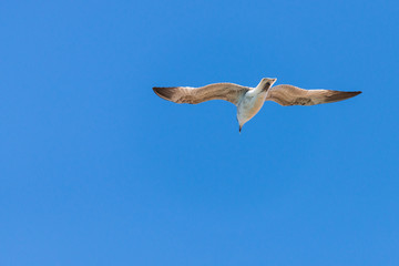 Seagull in flight in nature