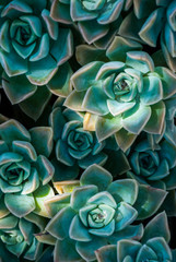 Echeveria in dappled light