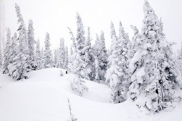 Panoramic scenic view from top of mountain landscapes winter valley, snow-capped peaks of mountains and trees, hills. Concept Swiss Alps, Krasnaya Polyana, Sochi, Sheregesh, Austria