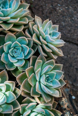 Echeveria in dappled light