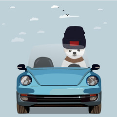 White Samoyed dog car vector illustration spitz