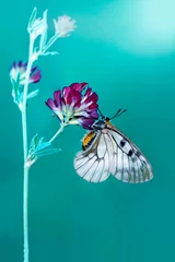 Fototapeten Beautiful  butterfly  sitting on flower in a summer garden © blackdiamond67