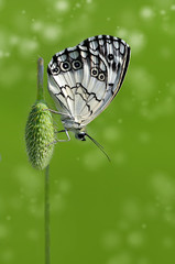 Beautiful  butterfly  sitting on flower in a summer garden