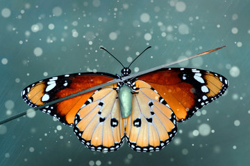 Naklejka premium Beautiful butterfly sitting on flower in a summer garden