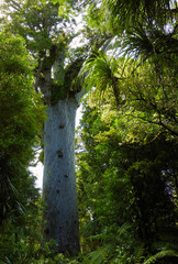 Tane Mahuta, an old Kauri tree in New Zealand