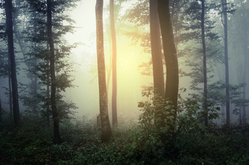 sunset light in misty forest