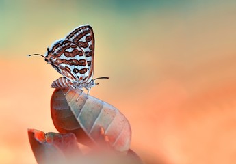 Beautiful  butterfly  sitting on flower in a summer garden