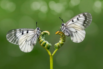 Beautiful  butterfly  sitting on flower in a summer garden