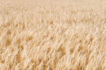 texture of wheat