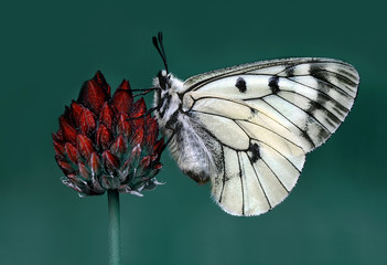 Beautiful  butterfly  sitting on flower in a summer garden