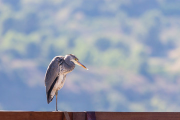 Grey Heron or Ardea cinerea