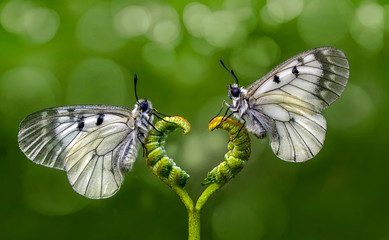 Beautiful  butterfly  sitting on flower in a summer garden