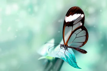 Foto auf Acrylglas Beautiful butterfly sitting on flower in a summer garden © blackdiamond67