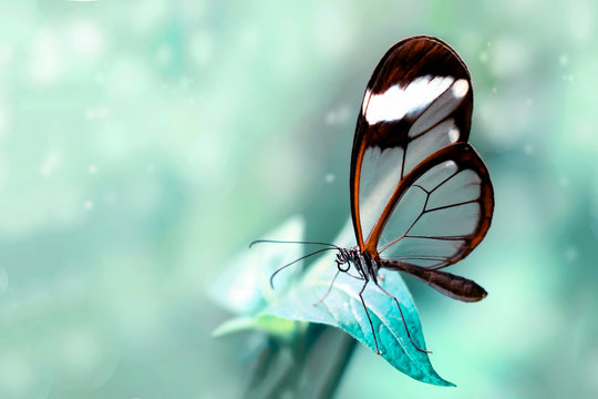 Fototapeta Beautiful butterfly sitting on flower in a summer garden
