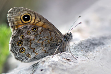 Beautiful butterfly sitting on flower in a summer garden