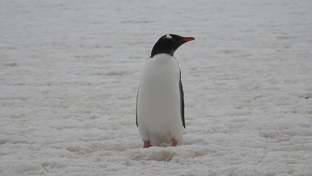 Gentoo penguin stands on a snowfield on Aitcho Island in Antarctica