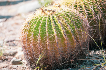 Golden Barrel Cactus(Echinocactus grusonii) in a dryland garden background, close up