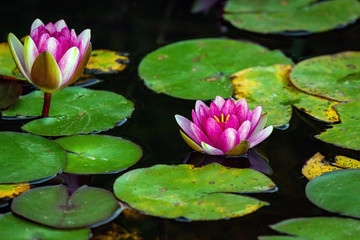 A beautiful Lotus flower floating above the water. Waterlily in garden pond