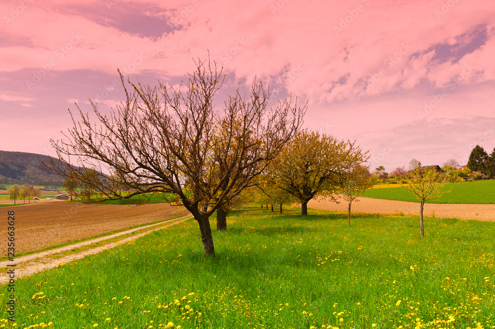 Wall mural Pastures and Garden