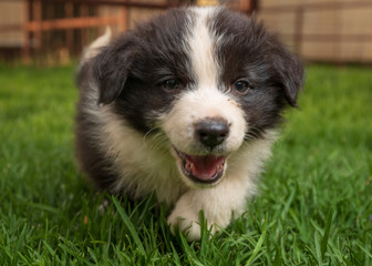 Fototapeta premium Border Collie Puppies