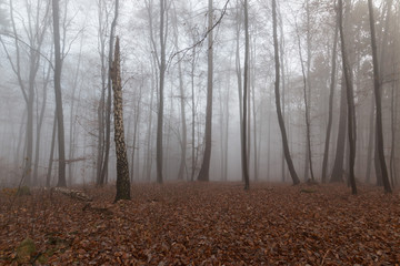 Waldlandschaft im Nebel