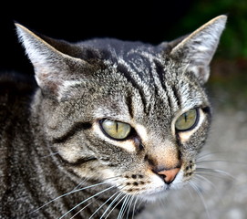 Tabby cat portrait. Grey striped cat, green eyes, predatory gaze.