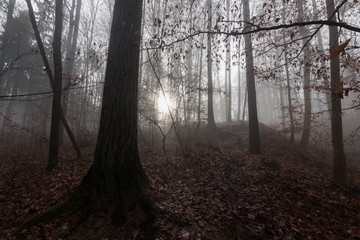 Obraz premium Im Wald