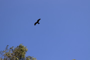 An eagle praying for catch flying