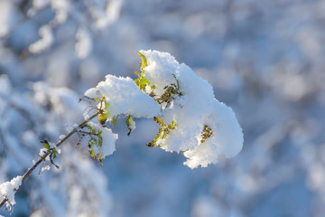 Plants and fruits under the first fluffy snow. Sunny autumn October morning.