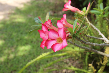 Desert Rose or Mock Azalea, beautiful pink flower in garden.