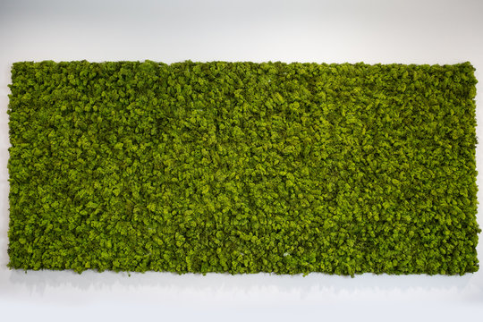 Reindeer moss wall, green wall decoration