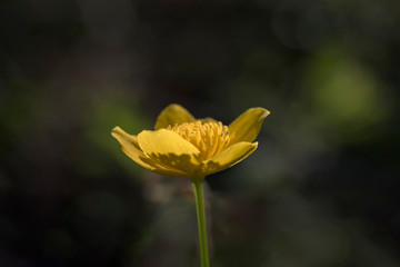 Fototapeta premium Sumpfdotterblume