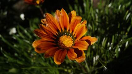 Orange Flower in macro