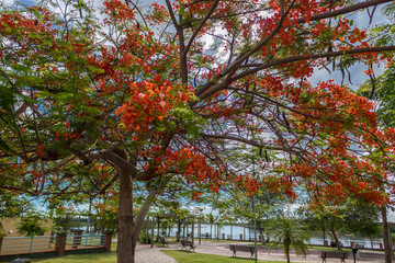 Naklejka premium Flamboyant at Araguaia River