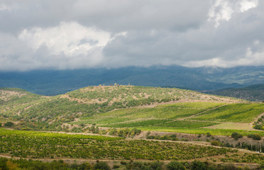 Obraz premium natural background vineyard in the mountains