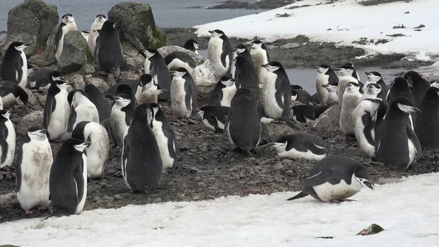 A colony of Ad&eacute;lie penguins on Aitcho Island in Antarctica