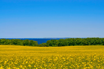 Panorama of rapeseed field with a view of the Baltic Sea with trees and sailboats.